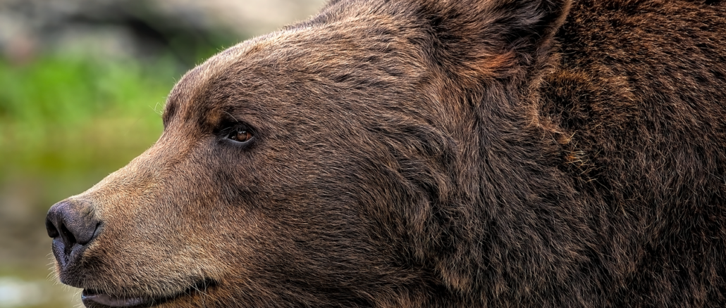brown-bear-8164838_1280