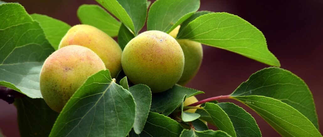 apricot-3432385_1280