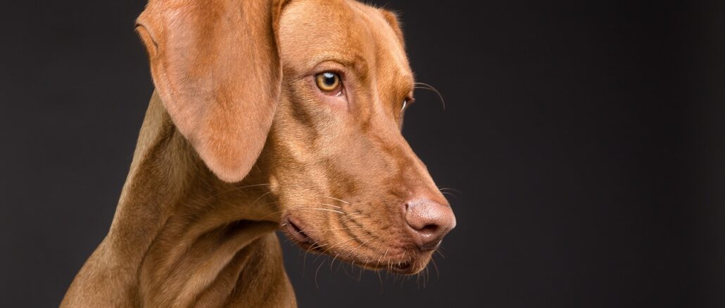 dog-3277417_1280