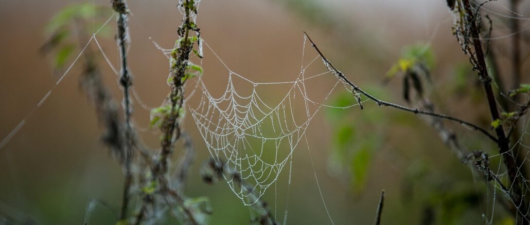 fall-7508440_1280